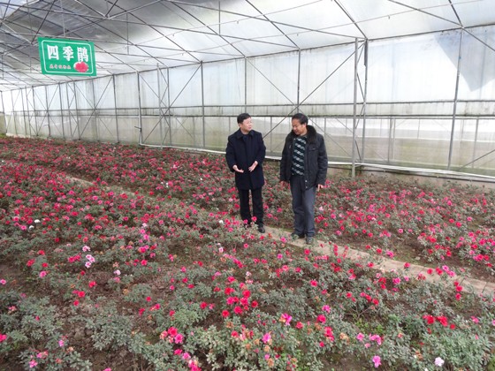 珙县农商银行董事长刘祥荣调研花卉种植基地.jpg
