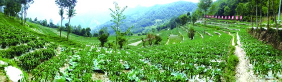 坝底乡小坪村蔬菜产业基.JPG