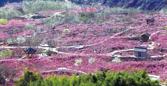 花海中的汉源县双溪乡申沟村.JPG