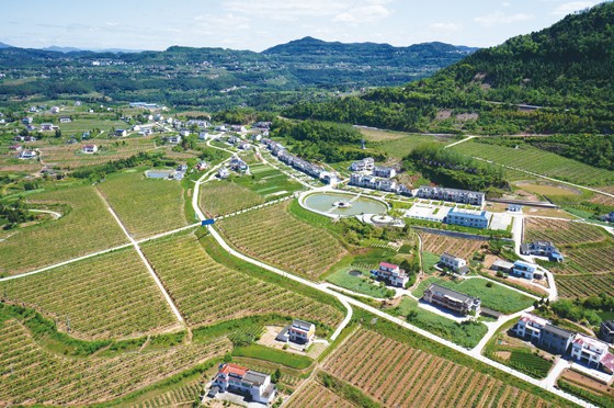 苍溪县歧坪天新现代农业园区.jpg