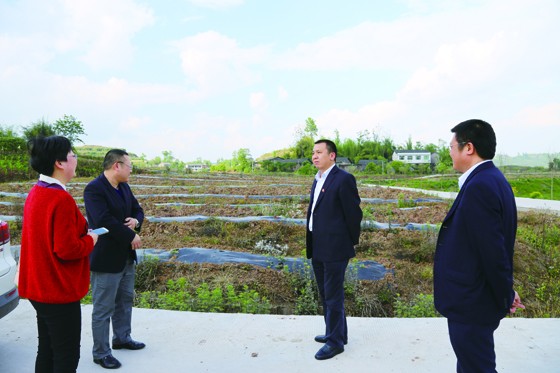 武胜农商银行董事长余恒龙（右二）考察飞龙核桃示范基地.jpg