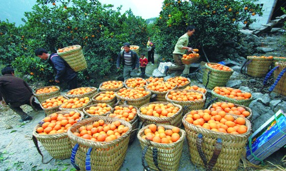 四川雷波特产—脐橙成为当地山农民脱贫的又一重要途径.jpg