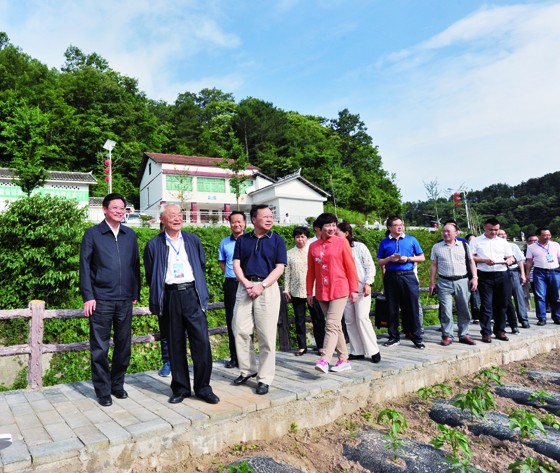 广元市委常委、朝天区委书记蔡邦银（左一）调研产业扶贫DSC_2511.JPG