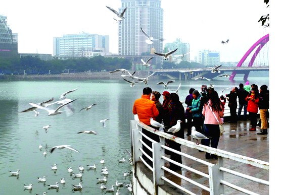 良好的生态环境引来候鸟聚焦，图为市民旌湖观鸟 程果摄.JPG