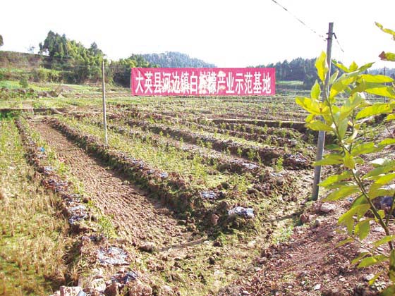 20.大英县河边镇（新建）白柠檬产业示范基地.jpg