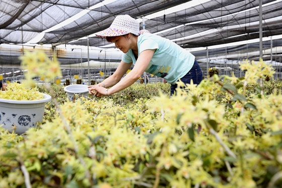 四川省内江市东兴区兰斛种植有限公司工作人员在采摘铁皮石斛鲜花 兰自涛 摄_副本.jpg
