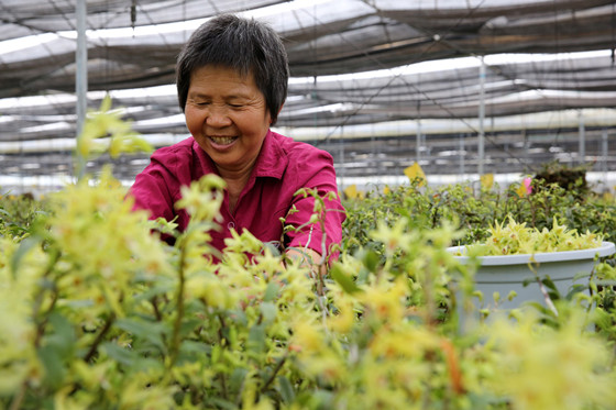 四川省内江市东兴区兰斛种植有限公司工作人员在采摘铁皮石斛鲜花_副本.jpg