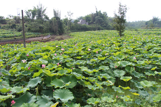 家风传承示范基地的十里荷花长廊_副本.jpg