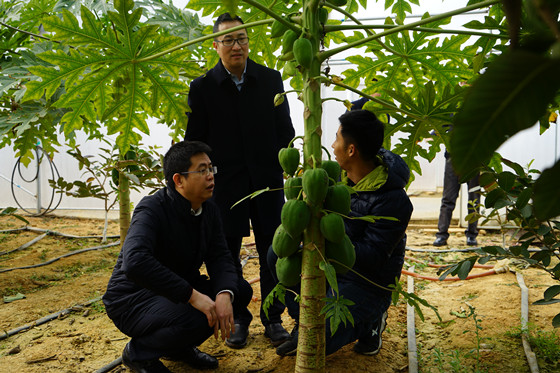中国银监会眉山监管分局局长明洋（左）深入水果种植基地调研_副本.jpg