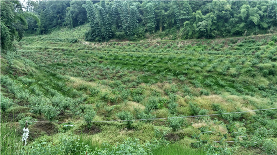 雨城区藤椒种植基地_副本.jpg
