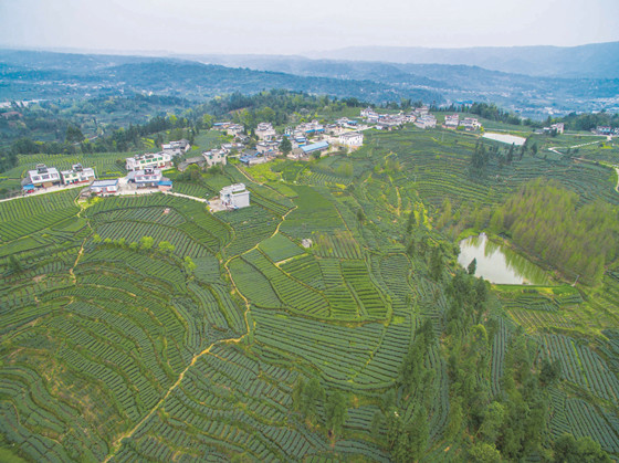雨城区合江镇万亩茶园——郝立艺摄_副本.jpg
