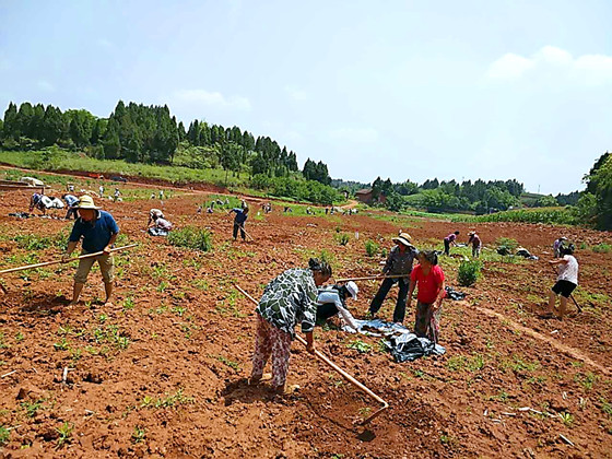东峰镇大田角现代农业示范基地建设现场_副本.jpg