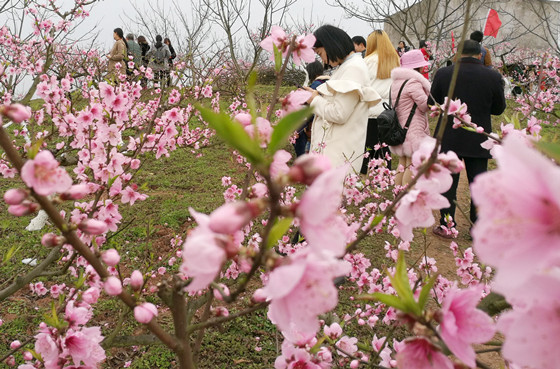 图为游客在花园镇花果山赏桃花的情景_副本.jpg