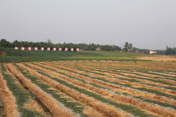 1 前锋高标准花椒基地.JPG