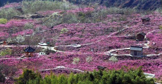 4　花海中的汉源县双溪乡申沟村.JPG