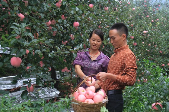 村民华中军夫妇在果园里采摘苹果.JPG