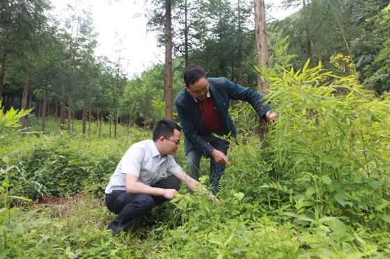 荥经联社牛背山党支部书记陈博（左）与断机村党支部书记车国兵调研当地方竹笋产业.JPG