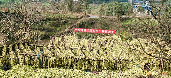 工业化让重庆涪陵的特色产业榨菜创出了百亿产值。图为涪陵榨菜收储加工一景.jpg
