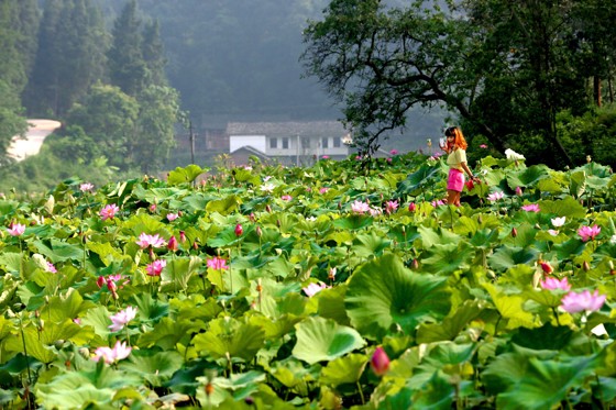 1　农民流转土地打造的“荷花谷”乡村旅游景点.jpg