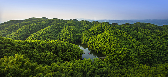 1　四川省沐川县竹海一景.JPG