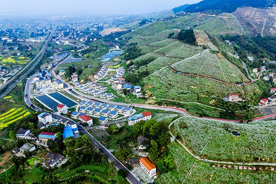 图为四川省华蓥市禄市镇依托梨产业兴建的梨园新村 邱海鹰 摄.jpg