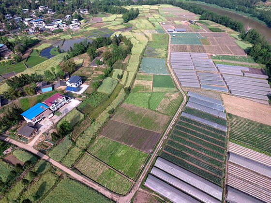 巴中农商银行信贷支持建设的农业产业化基地.JPG