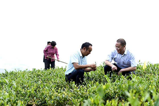 达州农商银行支持的某茶场——钟新强 (摄影).jpg