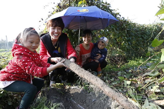 四川省成都市双流区黄水镇文武社区种植的400余亩紫山药已到收获期，总产值近1000万元，合作社社员人均增收2000多元。 邱海鹰 袁浩 摄.JPG