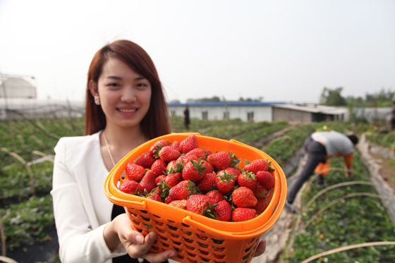 四川省泸州市龙马潭区发展特色种植业带动乡村旅游，图为游客采摘体验。  刘传福 摄.jpg