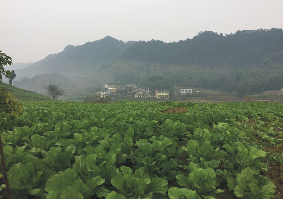 4 咸菜种植基地.jpg
