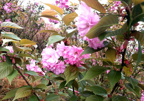 樱花盛开正赏时.jpg