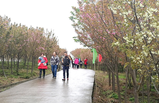 雨过刚晴的樱花基地.jpg