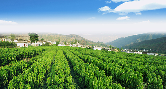 四川省凉山州宁南县蚕桑种植基地.jpg