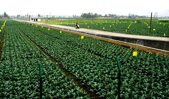 四川彭州市蔬菜标准种植基地.jpg
