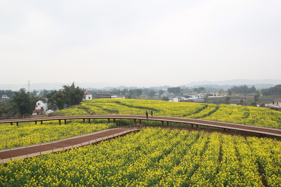 油菜花2.JPG