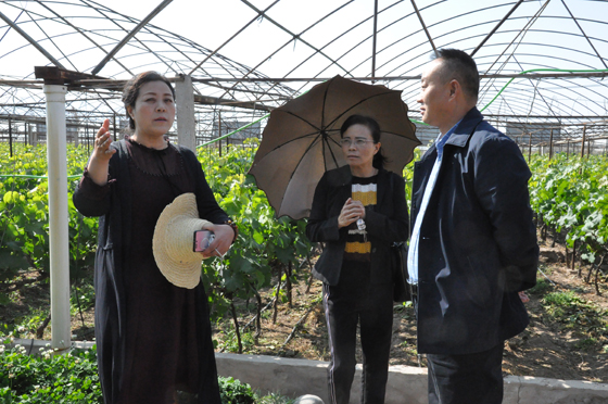 西昌通生农业公司负责人刘邦凤（左）、西昌农业农村局高级农艺师张飒（中）向记者介绍西昌葡萄产业发展情况  潘兴扬 摄 .JPG