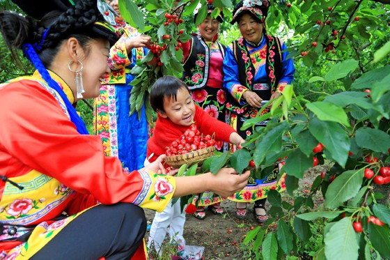 羌族农户种植的车厘子在电商平台上十分畅销.JPG