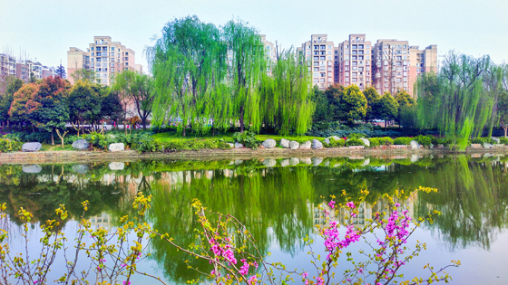 双流区白河环境治理成效显著，拆迁农民乔迁新城。.jpg