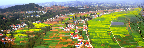四川省渠县李馥油菜基地.jpg