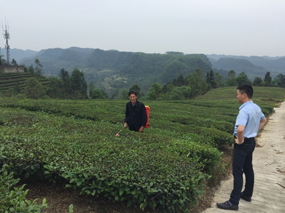 威远农商银行客户经理在茶园了解茶情况.png