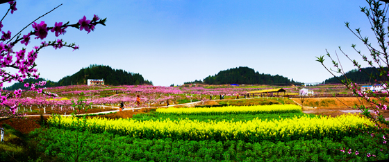 花香满山沟.jpg