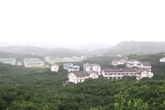 广安区龙安乡柚产业园一景.JPG