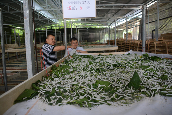 中江蚕桑产业发展迅速，不少农家靠养蚕增收致富  车文斌 摄.JPG