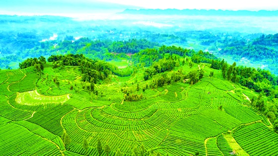 位于雅安市雨城区的生态茶园.jpg