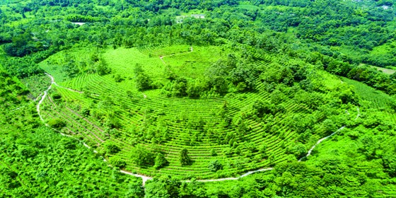四川省北川县“三品一标”擂鼓镇苔子茶基地.jpg