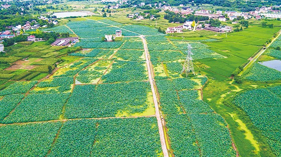 现代农业园区—四川省中江县万亩丹参基地.jpg