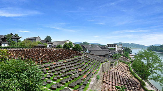 赤水河畔山坡上整齐排列着百余年的晒露酱缸.jpg