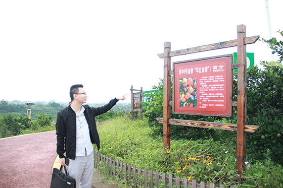 资中县农业农村局工作人员介绍血橙种植基地情况.JPG