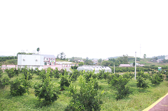 资中血橙种植基地一角.JPG