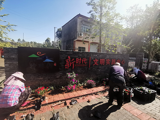 珍珠村村民栽种花卉  周淼葭 摄.jpg